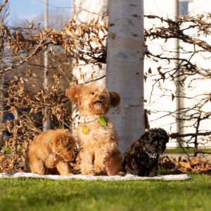 Dog therapy at dusa